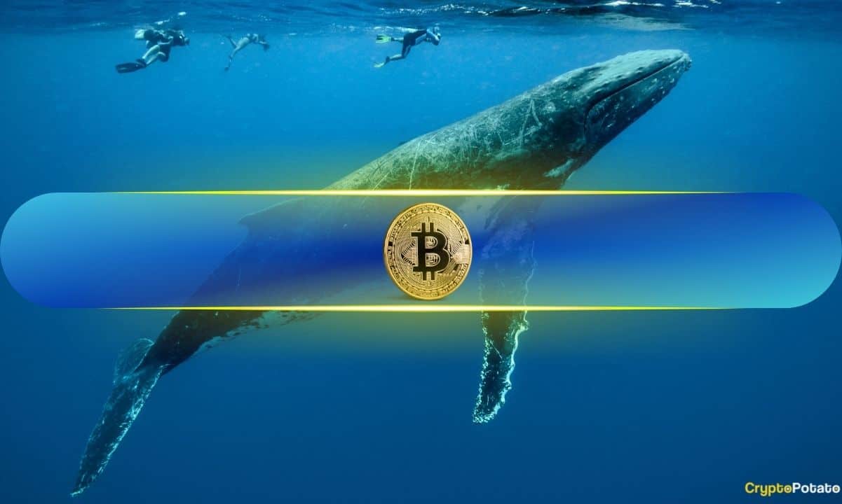 Bitcoin Whales Offload 6,813 BTC as Selling Pressure Mounts